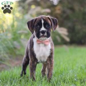Lacy, Boxer Puppy